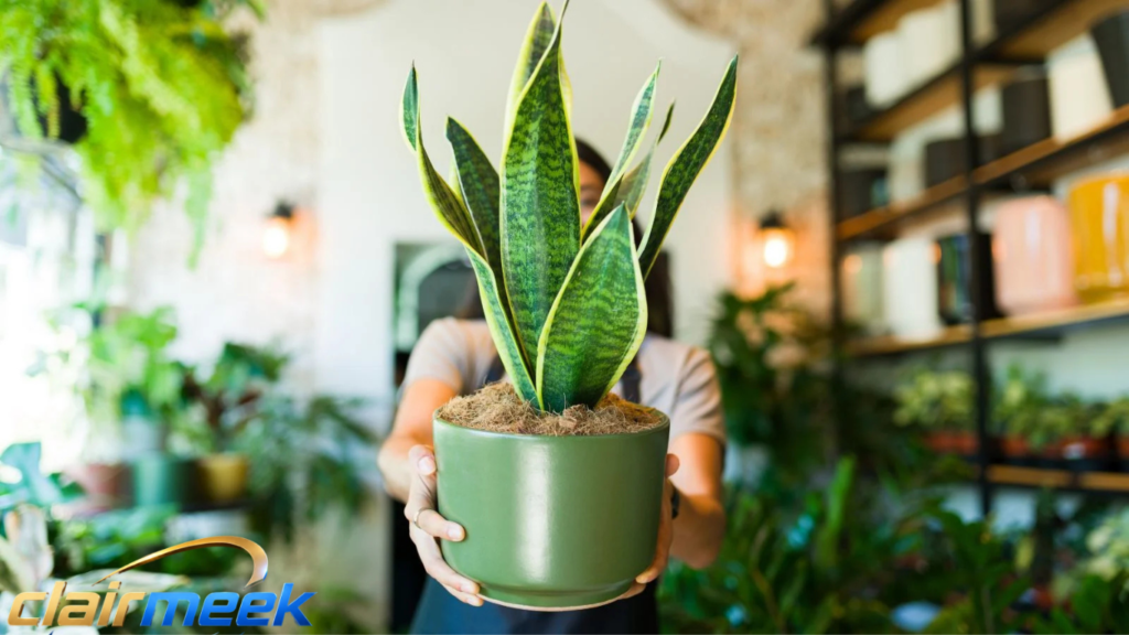 Snake Plant Soil