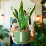 Snake Plant Soil