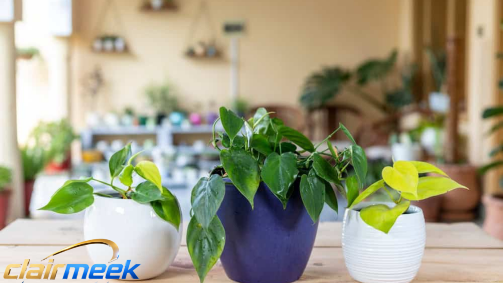 Philodendron Types