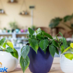Philodendron Types